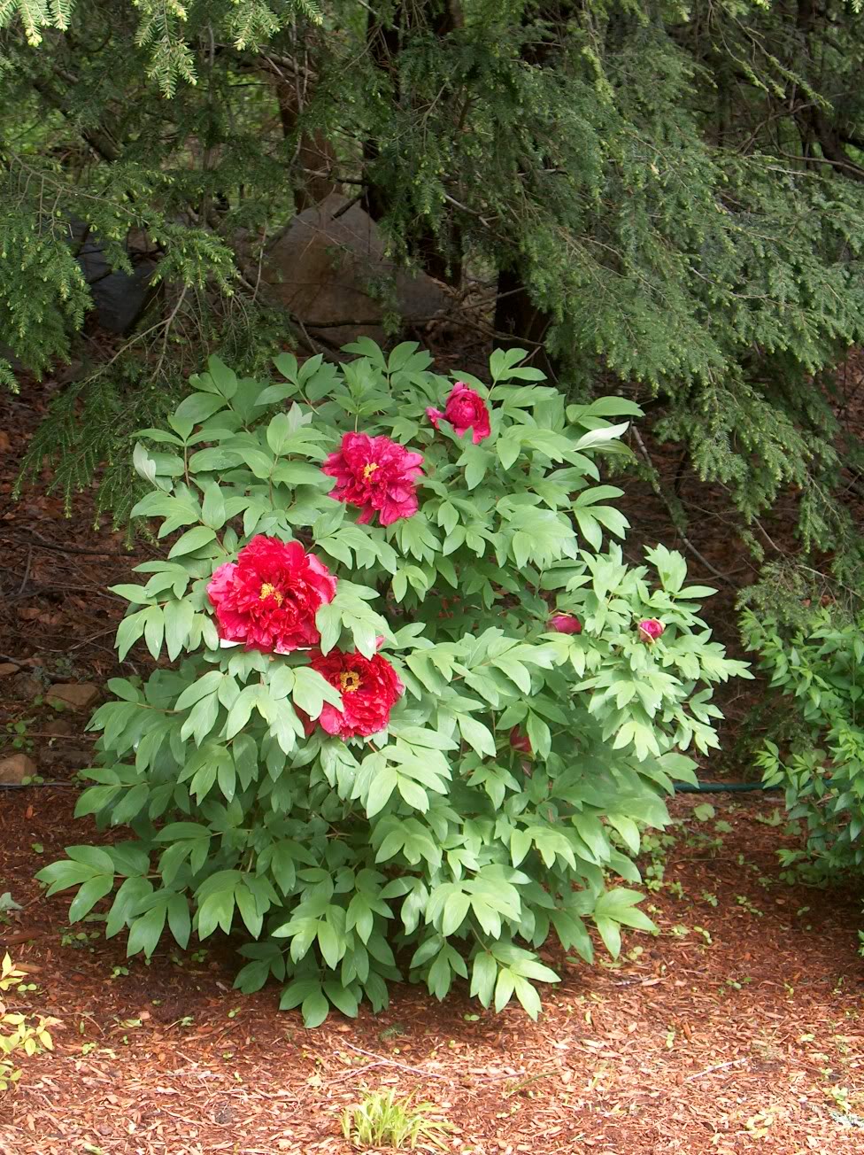 Tree Peony